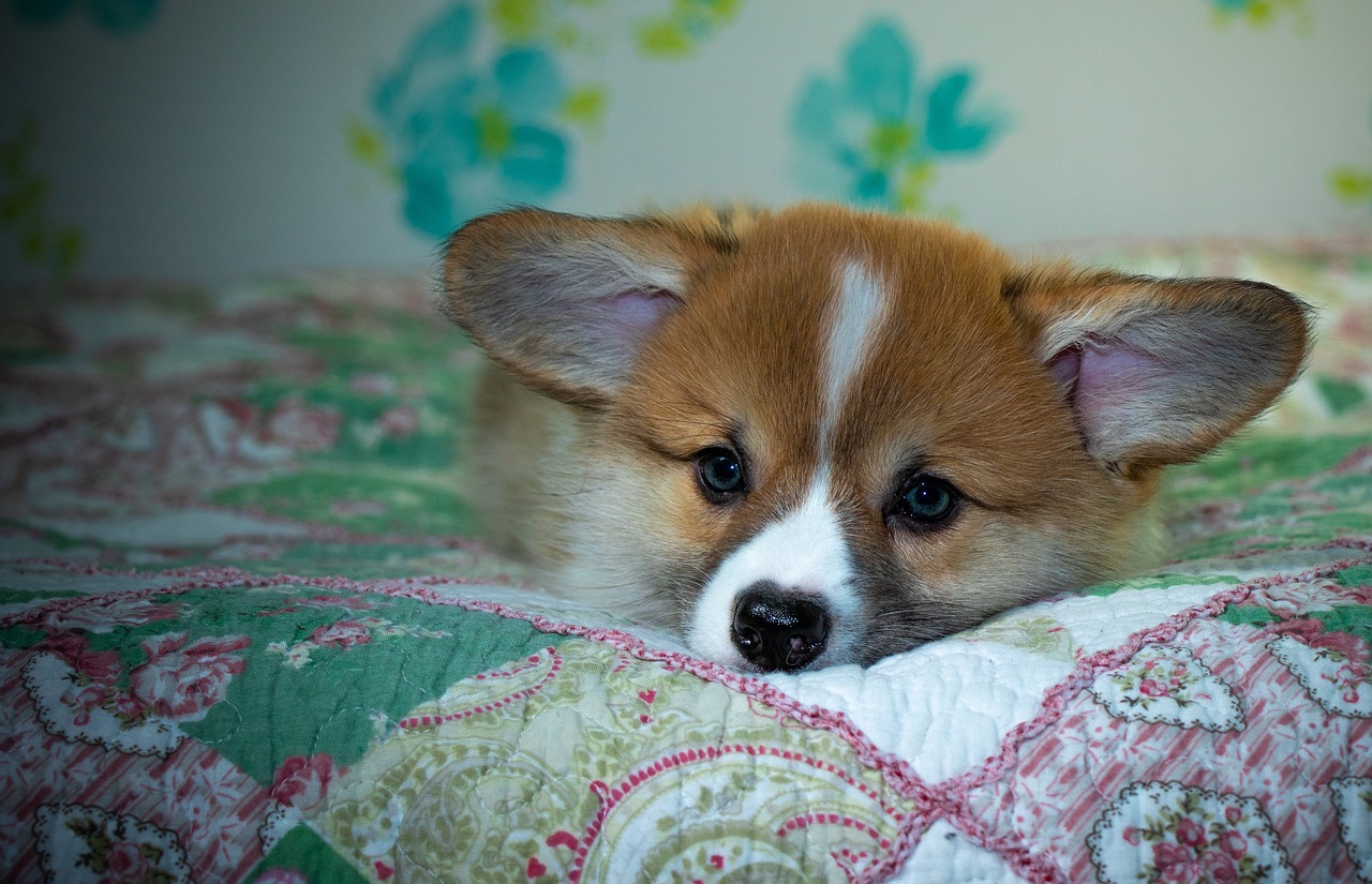 Secure Access Guide: Reddybook Login, 99exch ID & 99exch Login Explained